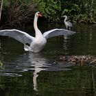 den Graureiher mal schnell auf den "Flügel" genommen