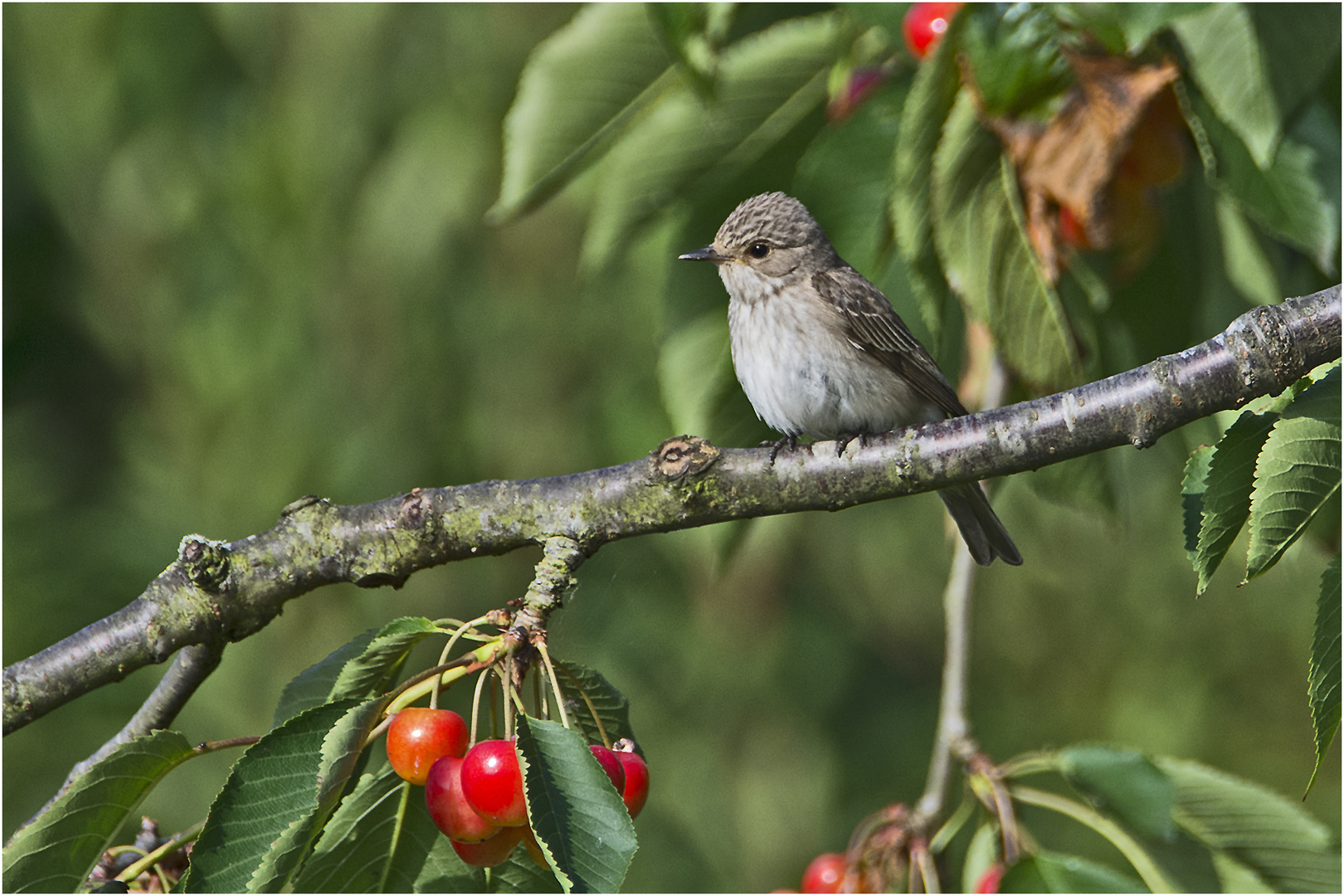 Den Grauschnäpper (Muscicapa striata) habe ich . . .