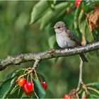 Den Grauschnäpper (Muscicapa striata) habe ich . . .