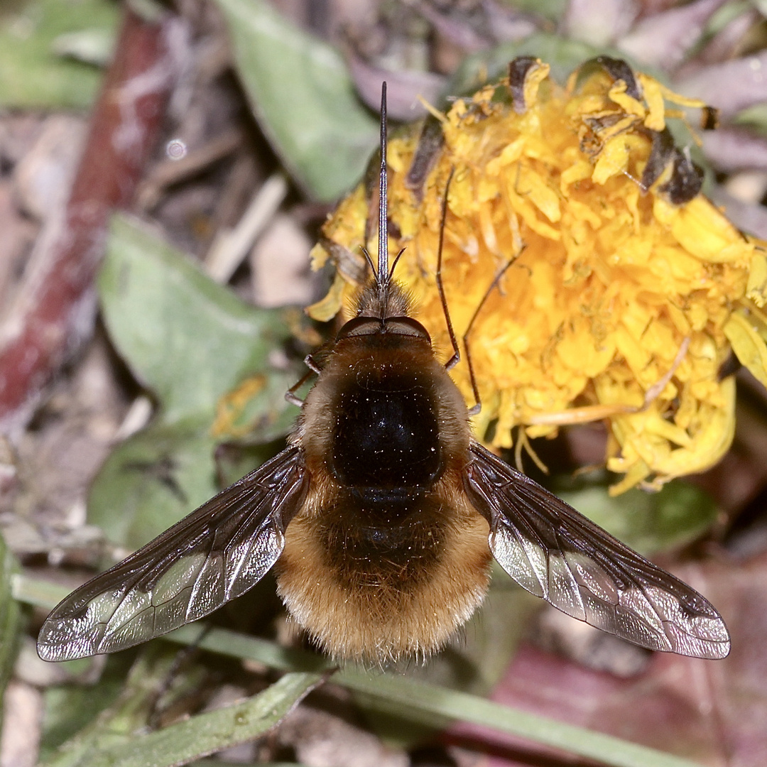 Den Große Wollschweber (Bombylius major) ...