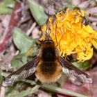 Den Große Wollschweber (Bombylius major) ...