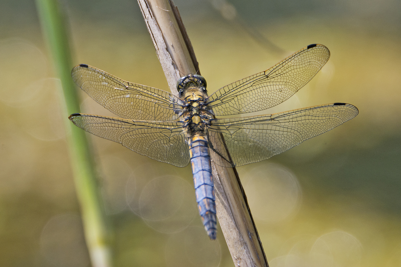 Den Großen Blaupfeil (Orthetrum cancellatum) entdeckte ich . . .