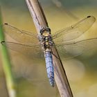 Den Großen Blaupfeil (Orthetrum cancellatum) entdeckte ich . . .