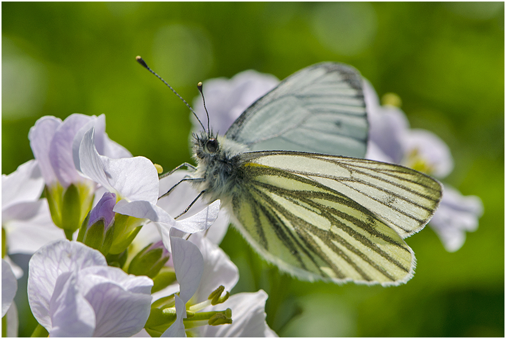 Den Grünaderweißling (Pieris napi) . . .