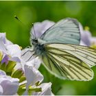 Den Grünaderweißling (Pieris napi) . . .