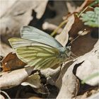 Den Grünaderweißling  (Pieris napi) . . .