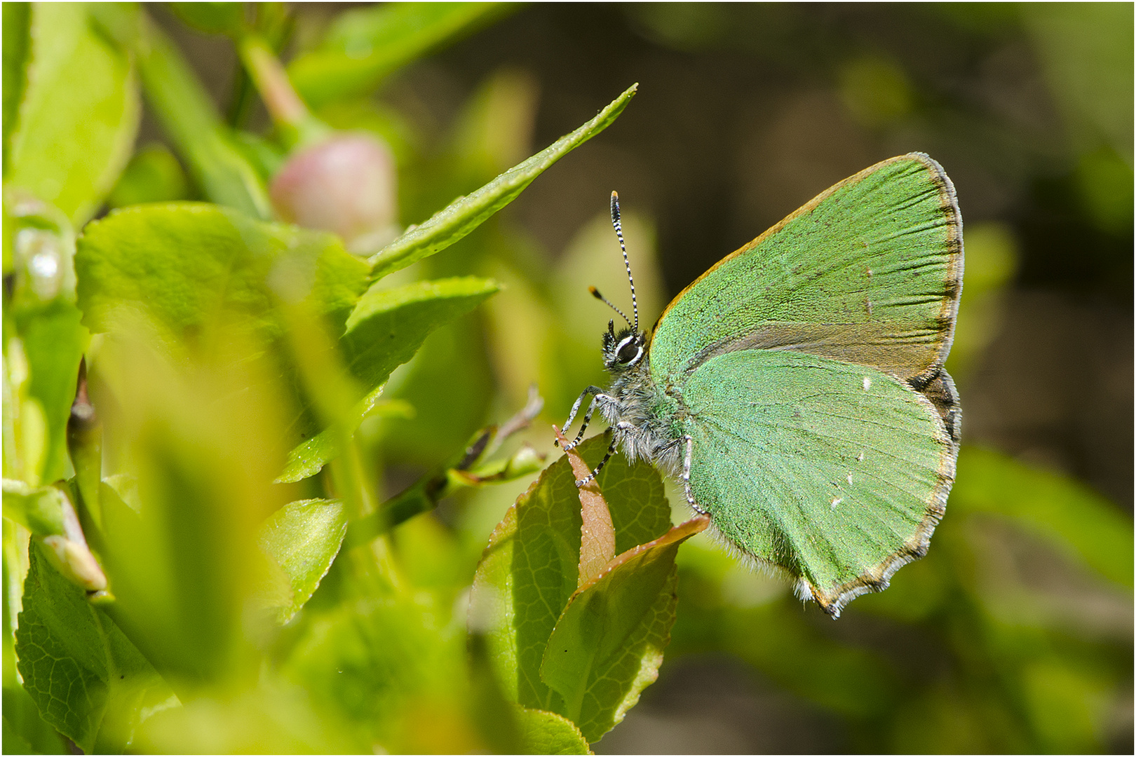 Den Grünen Ziipfelfalter (Callophrys rubi) finde . . .