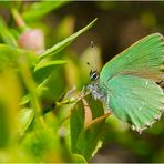 Den Grünen Ziipfelfalter (Callophrys rubi) finde . . .
