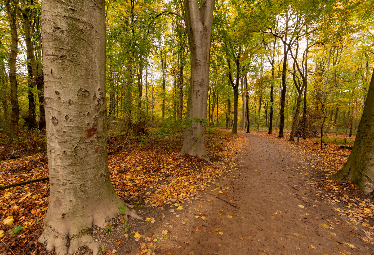 Den Haag - Haagse Bos - 02