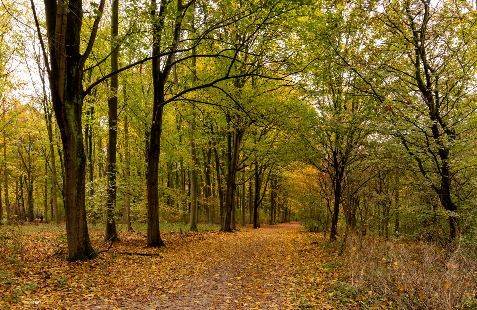 Den Haag - Haagse Bos - 03