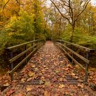 Den Haag - Haagse Bos - 04