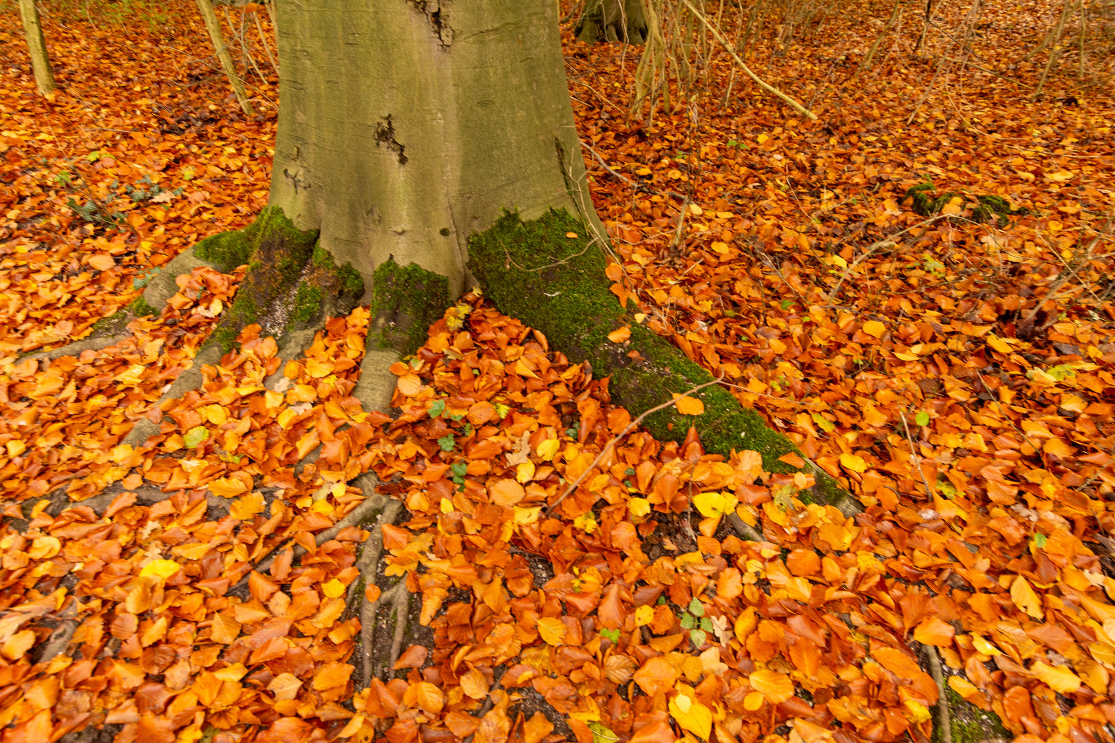 Den Haag - Haagse Bos - 05