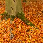 Den Haag - Haagse Bos - 05