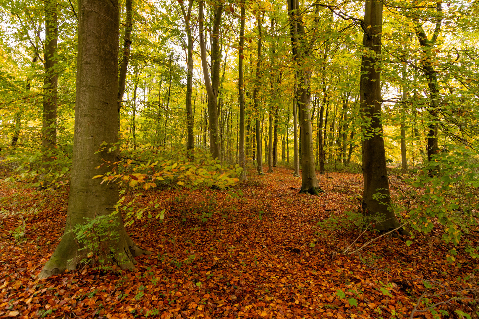 Den Haag - Haagse Bos - 06