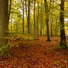 Den Haag - Haagse Bos - 06