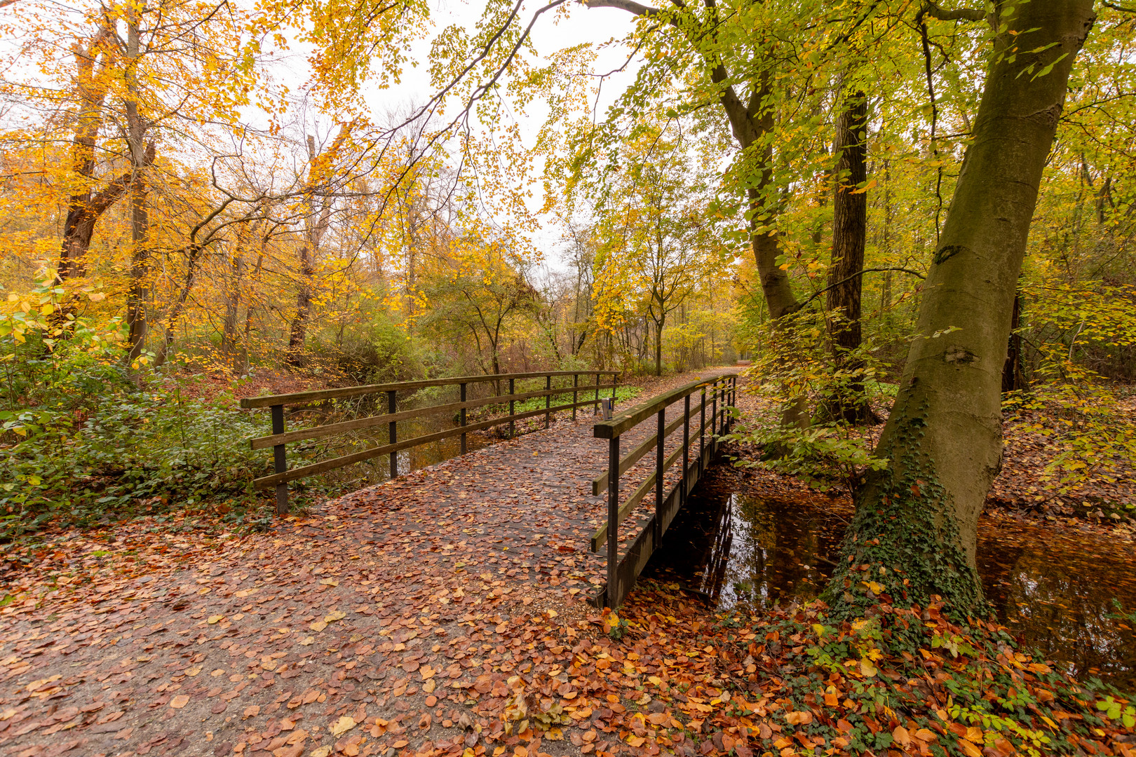 Den Haag - Haagse Bos - 07