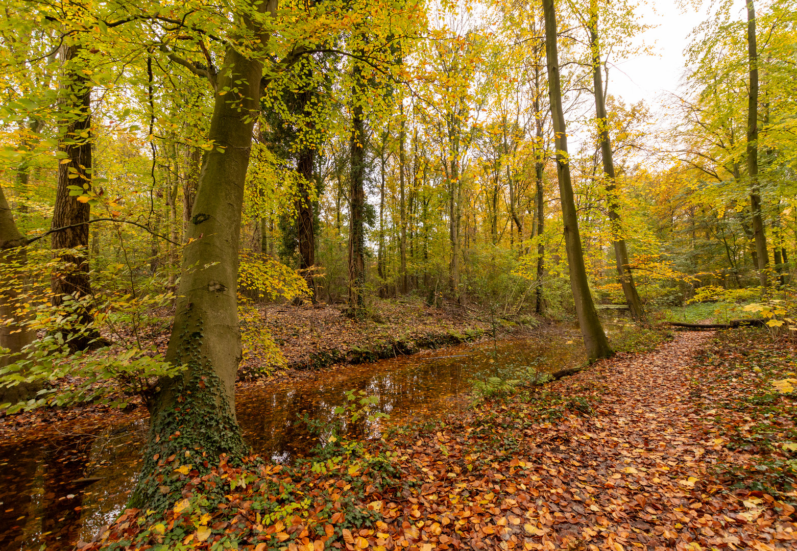 Den Haag - Haagse Bos - 08