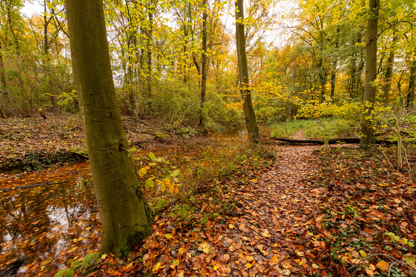 Den Haag - Haagse Bos - 10