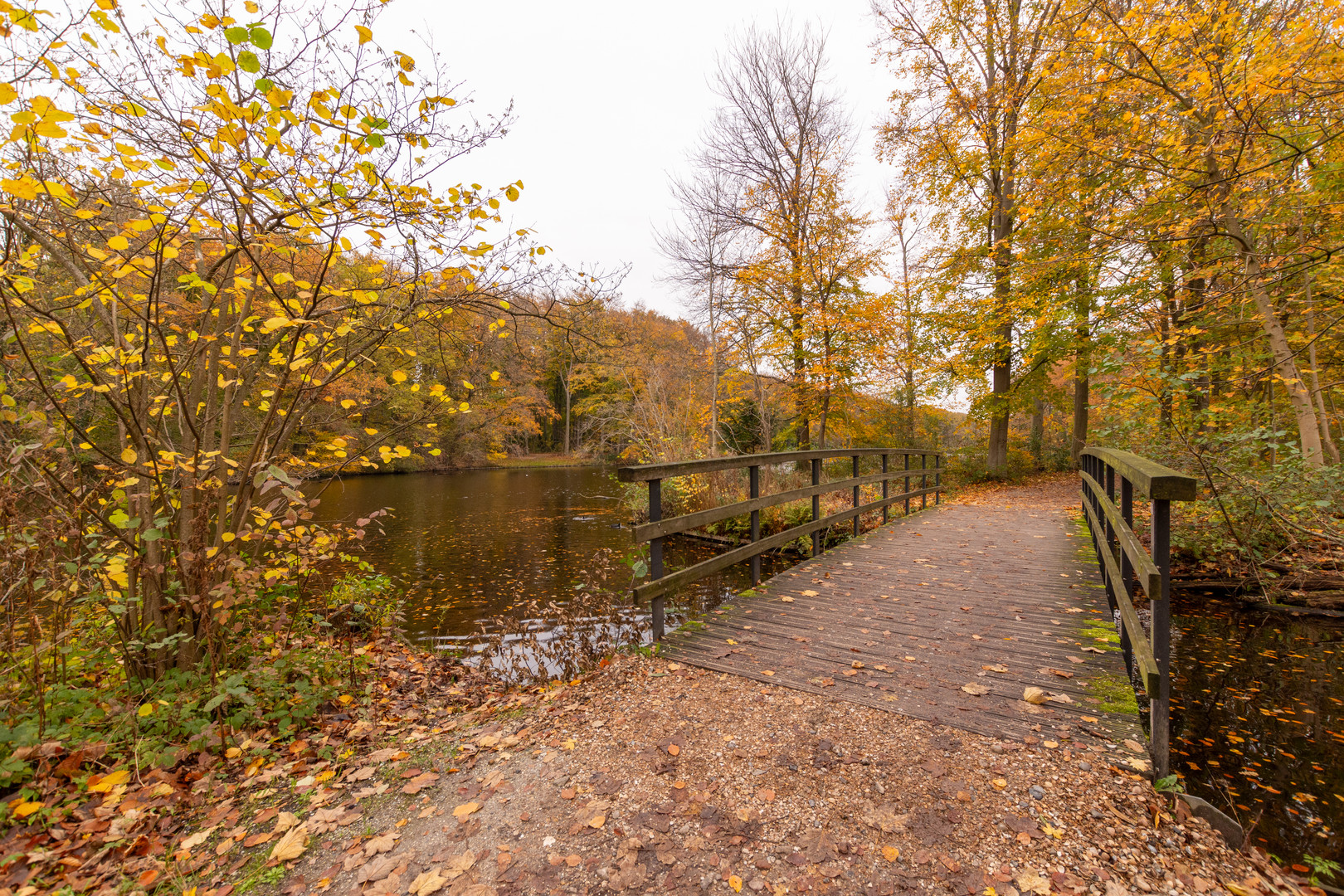 Den Haag - Haagse Bos - 11