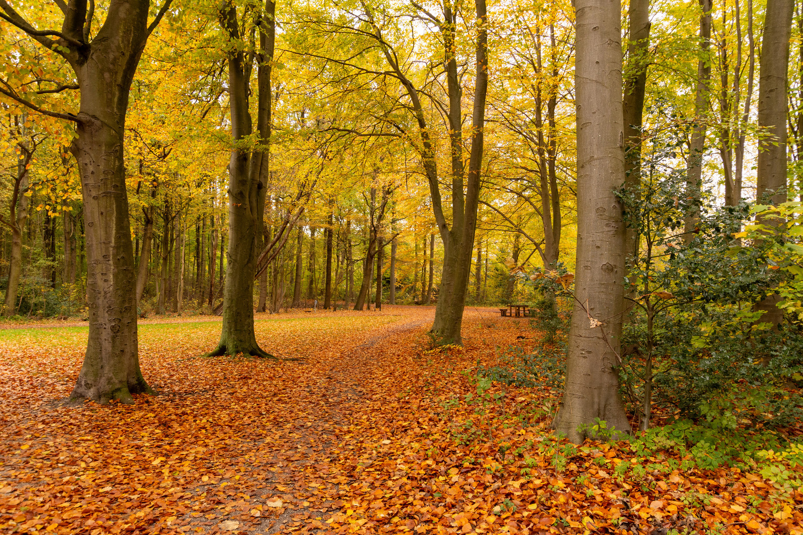 Den Haag - Haagse Bos - 17