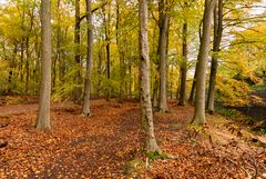 Den Haag - Haagse Bos - 18