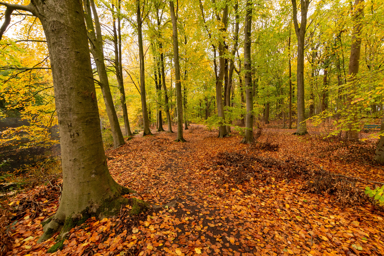 Den Haag - Haagse Bos - 19