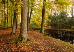 Den Haag - Haagse Bos - 20