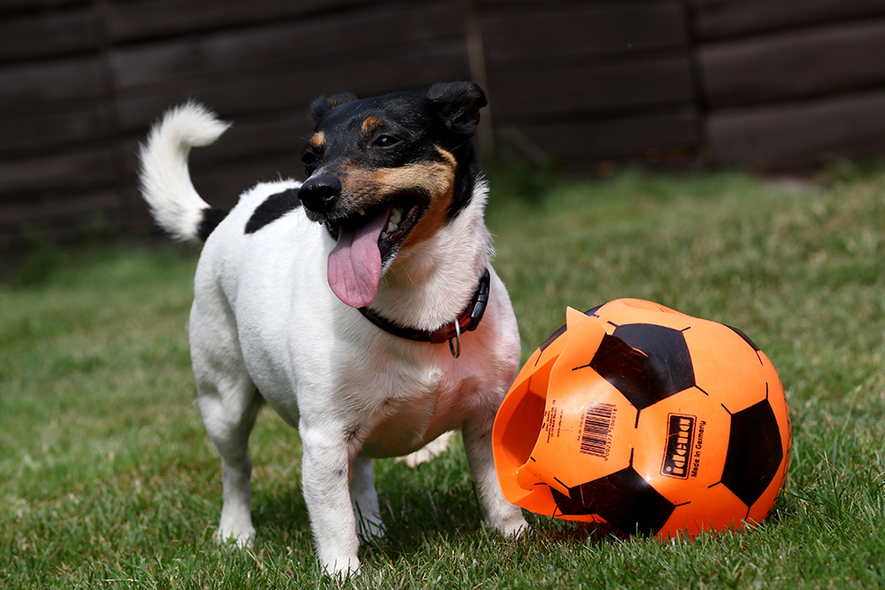 Den hätten wir erledigt, ich will sofort einen neuen Ball