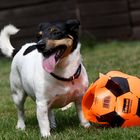 Den hätten wir erledigt, ich will sofort einen neuen Ball