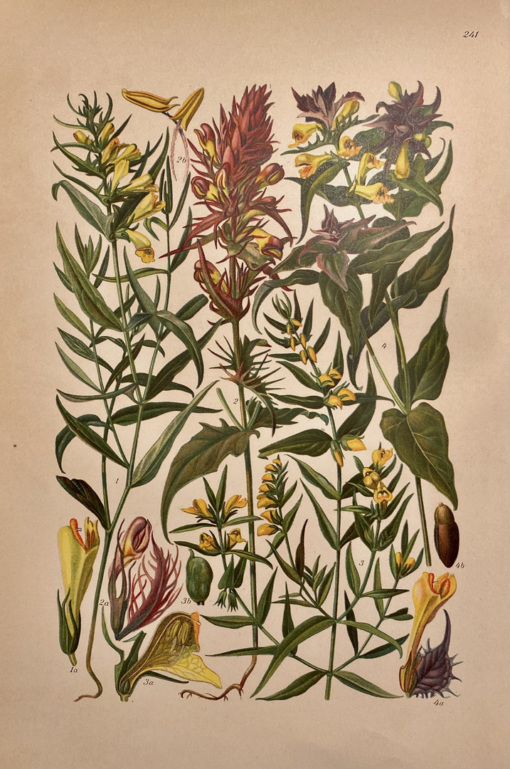 Den Hain-Wachtelweizen (Melampyrum nemorosum) ...