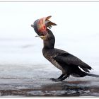 Den Hals nicht voll genug ........Kormoran Vogel des Jahres 2010