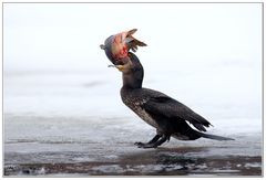 Den Hals nicht voll genug ........Kormoran Vogel des Jahres 2010