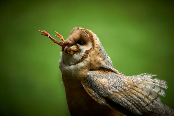 "Den Hals nicht vollkriegen"?