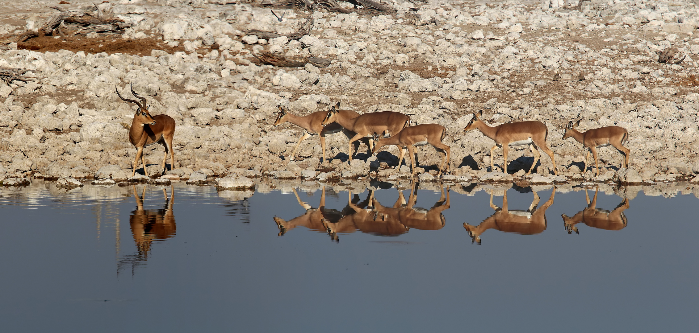 ....den "Harem" immer im Blick....