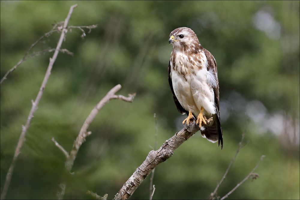 Den hellen Bussard...