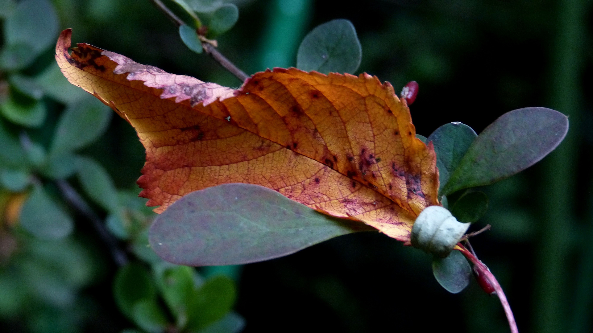 den Herbst abfangen