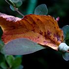 den Herbst abfangen