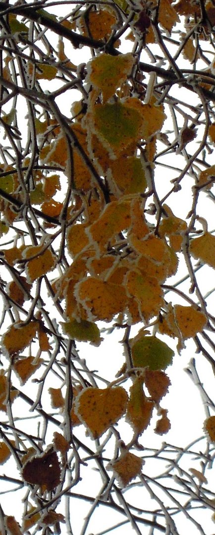 den Herbst eingefroren