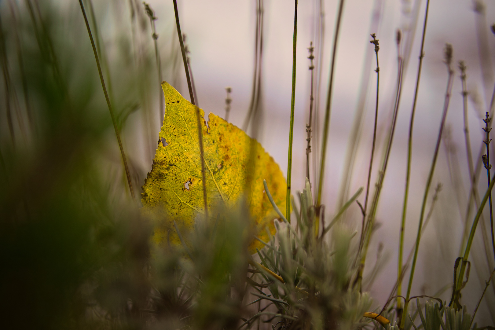 Den Herbst festhalten