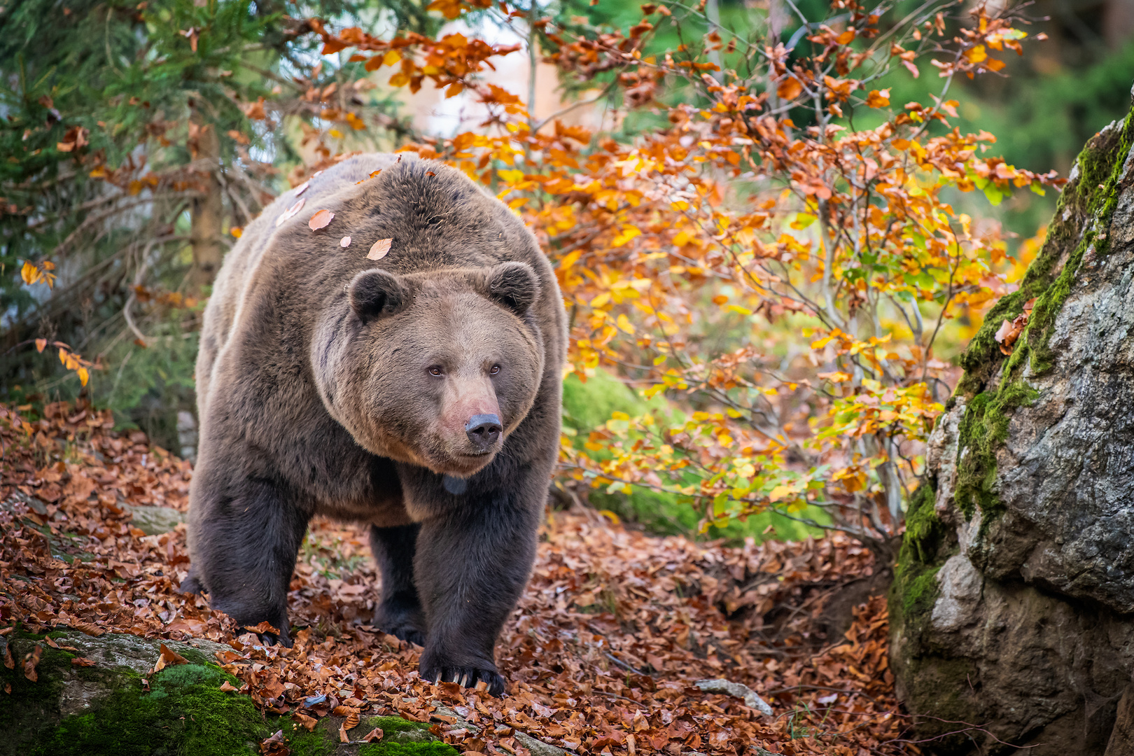 Den Herbst geniesen