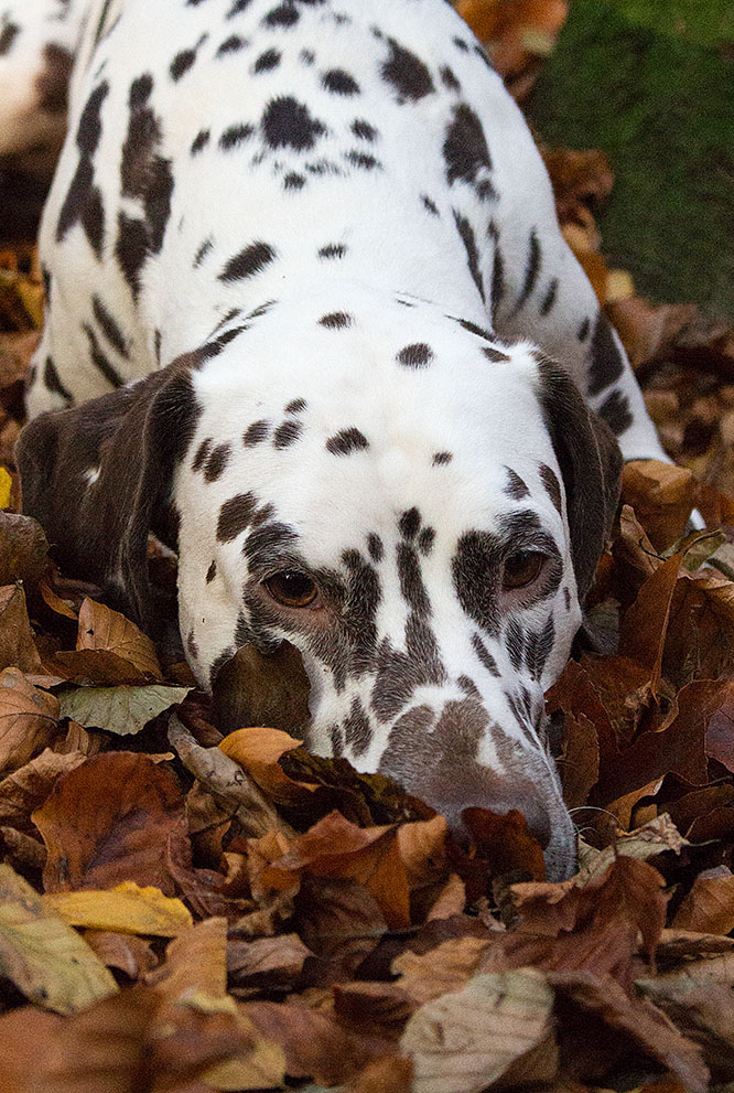 den Herbst genießen