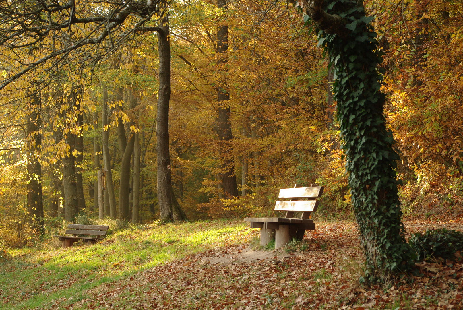 Den Herbst genießen