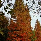 Den Herbst genießen