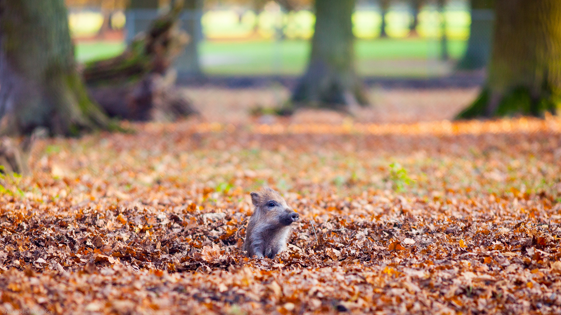 Den Herbst genießen!