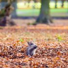 Den Herbst genießen!