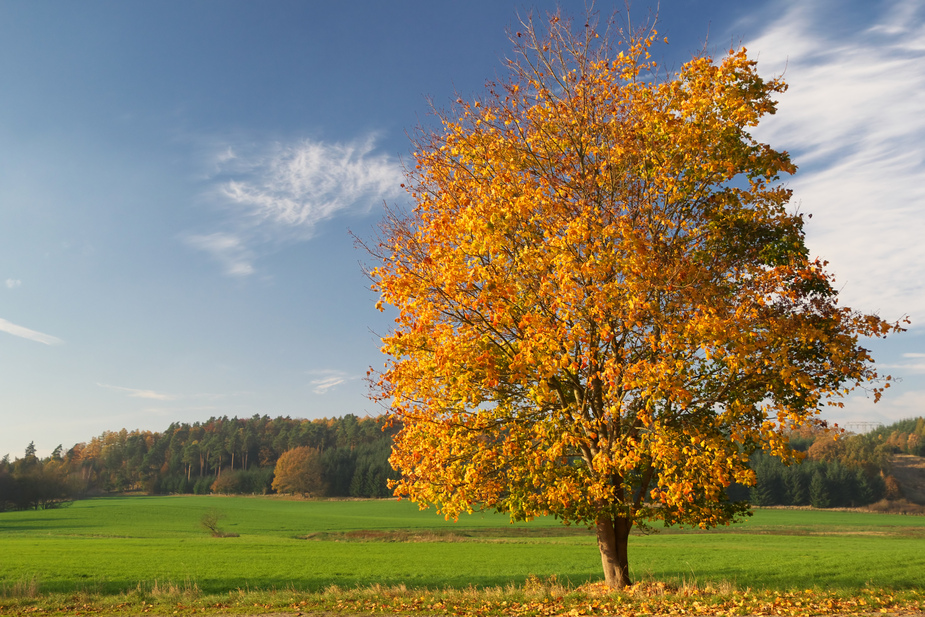 Den Herbst genießen