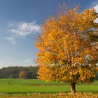 Den Herbst genießen