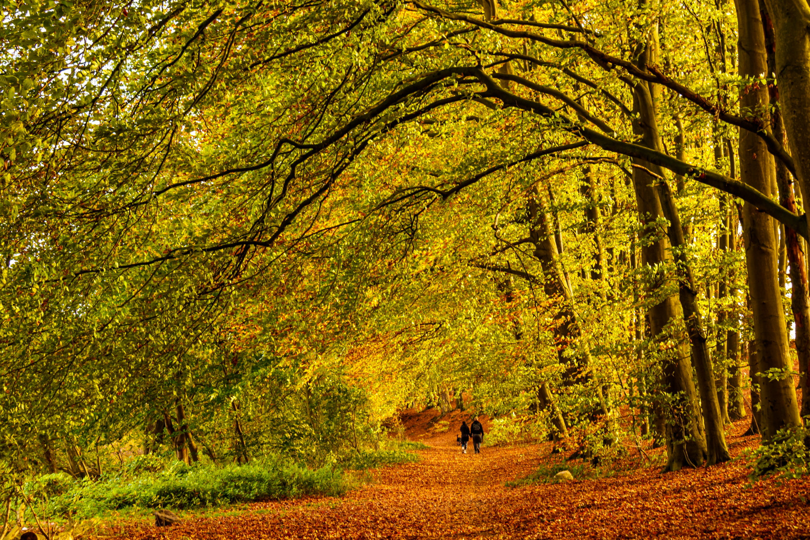 Den Herbst genießen !