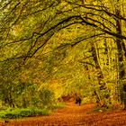 Den Herbst genießen !