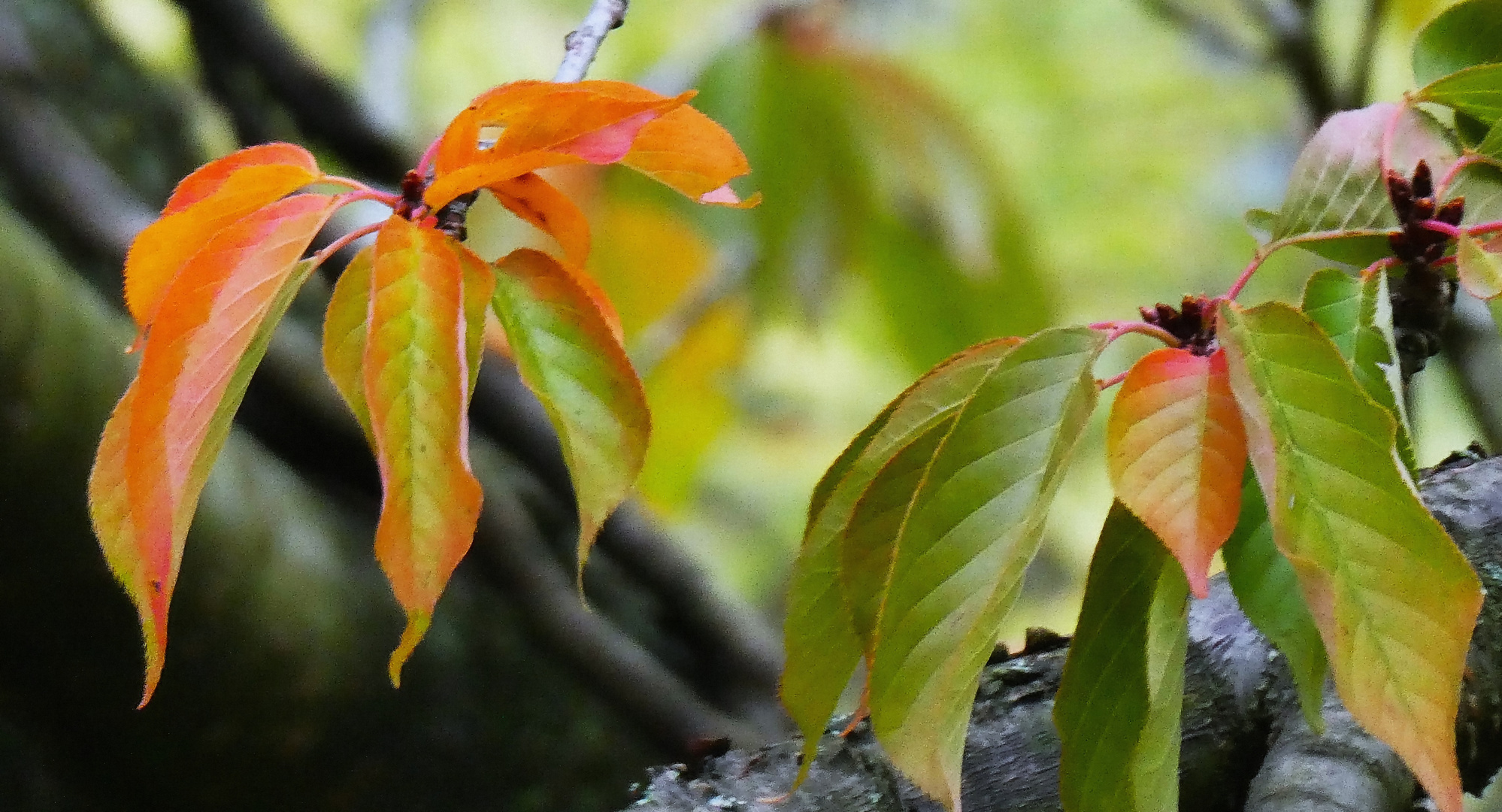 Den Herbst noch nutzen